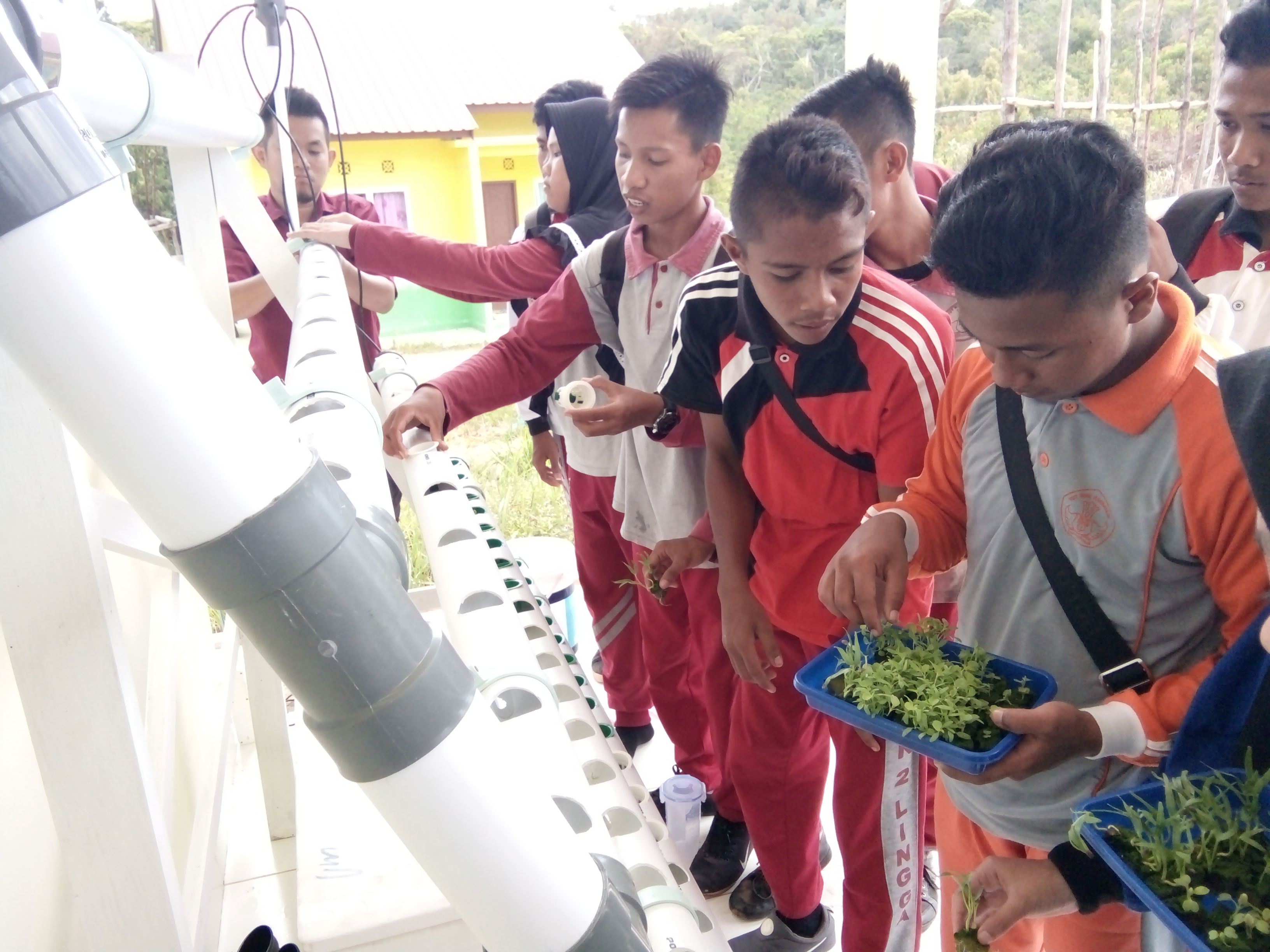 ESKUL WIRAUSAHA HYRDOPONIK SMA NEGERI 2 LINGGA