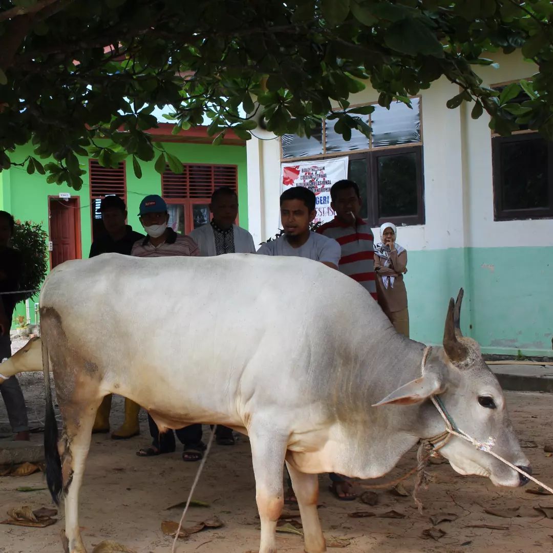Qurban SMAN 2 Sungaiapit 1 Zulhijah 1443 Hijriah