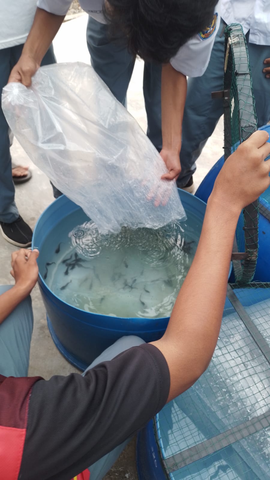 Pengisian Bibit Lele