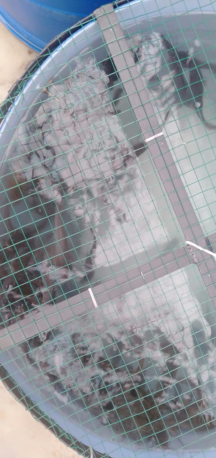 Pengisian Bibit Lele