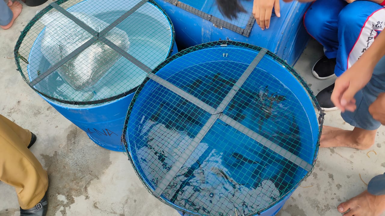 Pengisian Bibit Lele