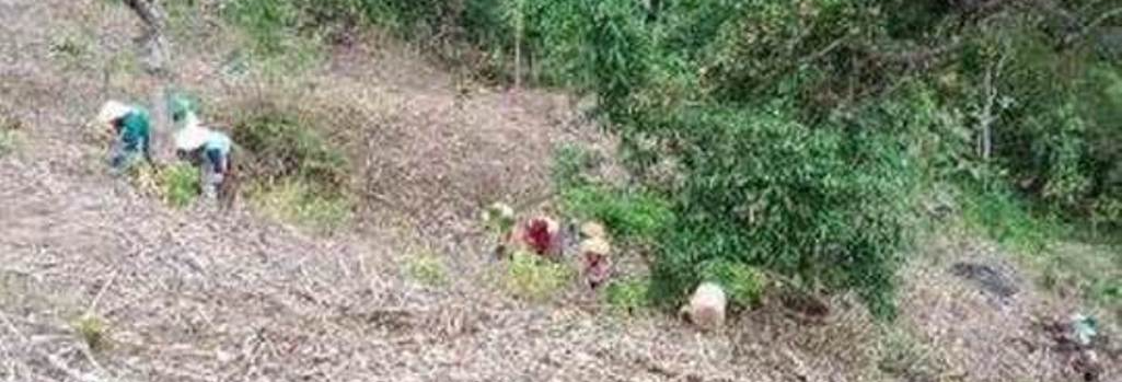Liburan adalah saat membantu orang tua ke gunung menanam jagung.