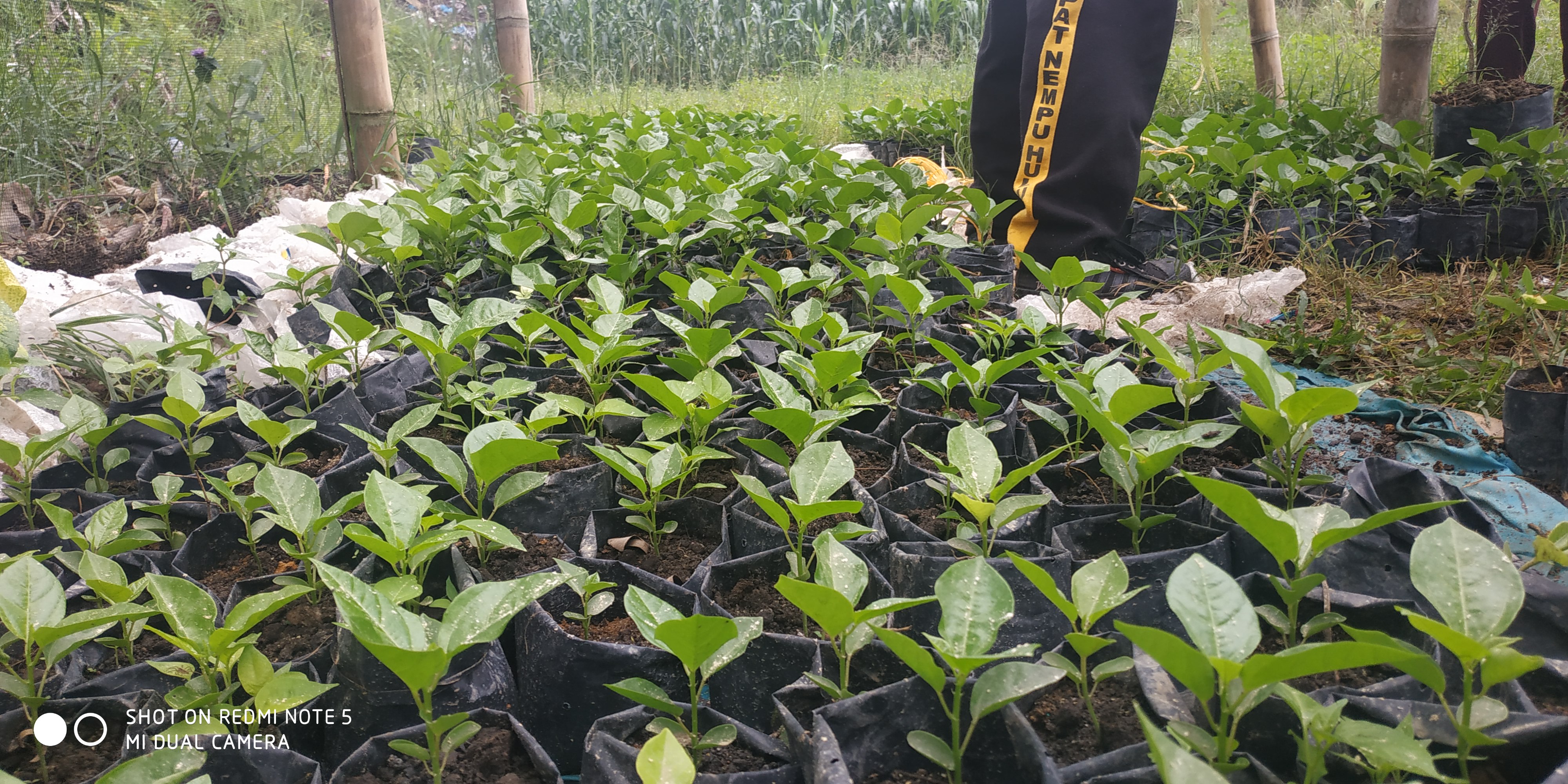 PEMBIBITAN GREEN HOUSE SMA NEGERI 1 SIEMPAT NEMPU HULU