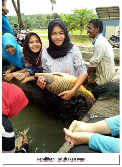Praktik Budidaya sampai pengolahan ikan