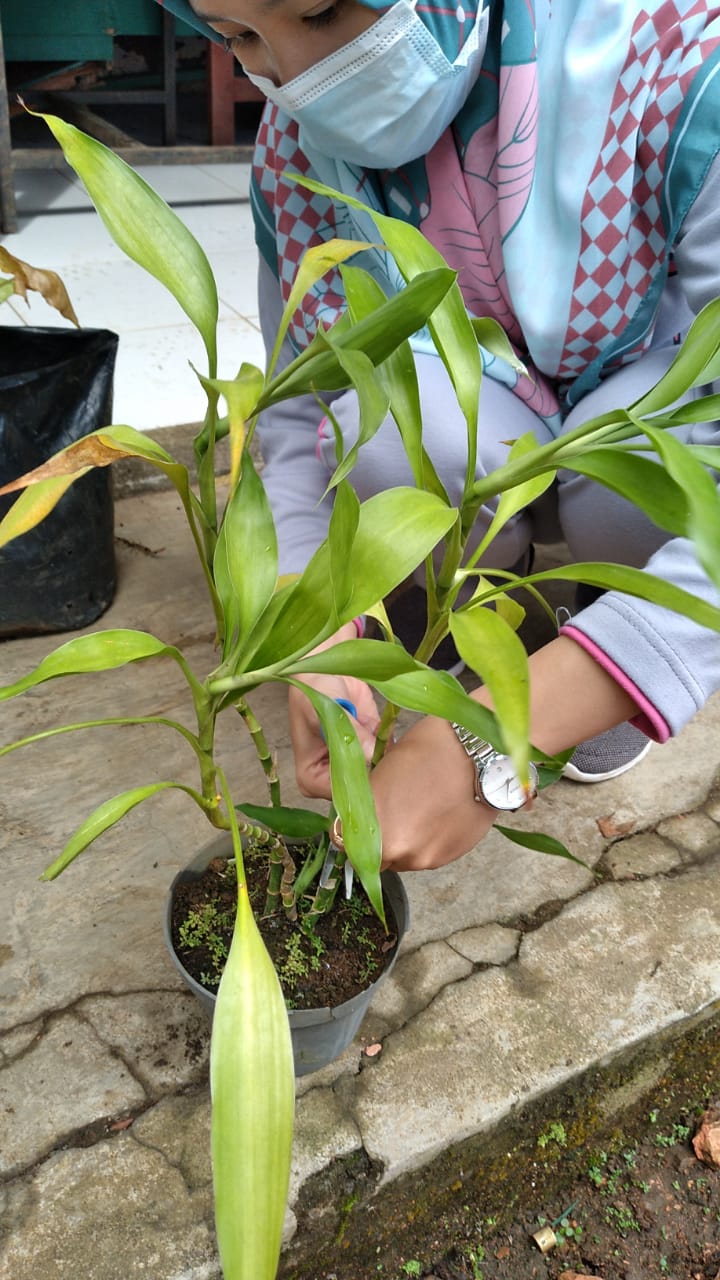 kegiatan rutin bulanan merapikan tanaman