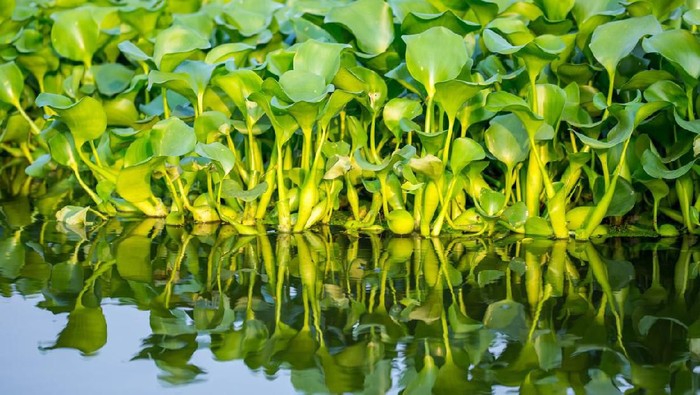 Danau Tondano Ditargetkan Bebas Eceng Gondok Desember 2020