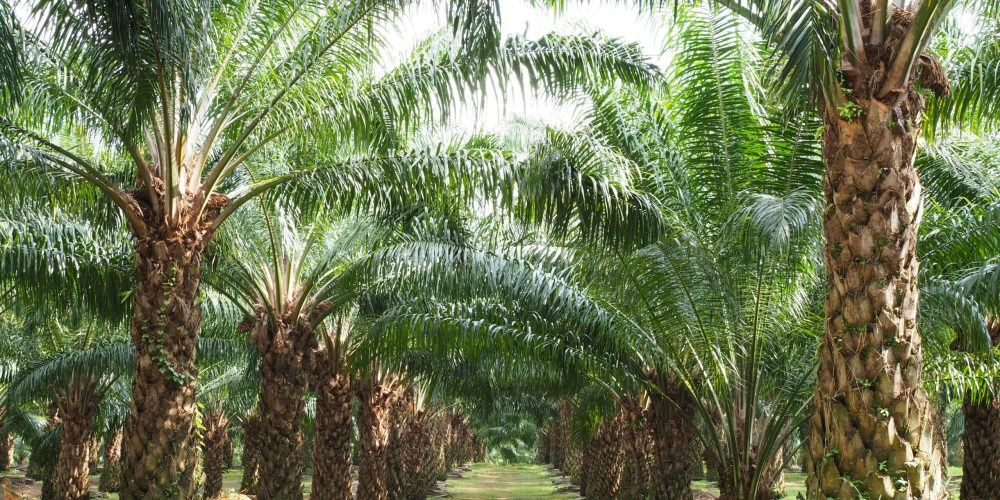 Rencana Pemerintah untuk Tanam Sawit di Papua Mendapat Protes Kepala Suku dan Tokoh Adat
