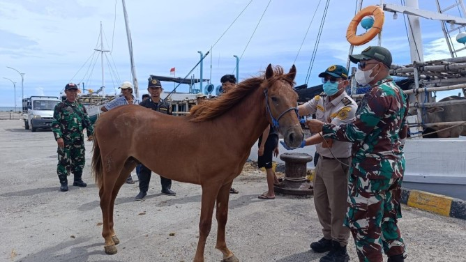 Waspada Penyebaran Virus Nipah, Pemerintah Perketat Lalu Lintas Komoditas Hewan dan Tumbuhan