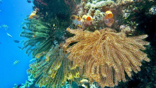 BRIN Temukan 51 Spesies Baru, KOBI Himpun 16.312 Data Keanekaragaman Hayati