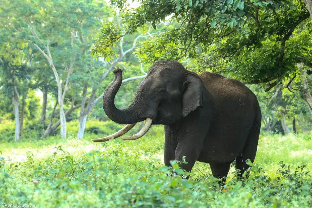 Kawanan Gajah Liar Mengamuk di Lampung, Warga Diminta Tidak Berkebun di Lahan Hutan Konservasi