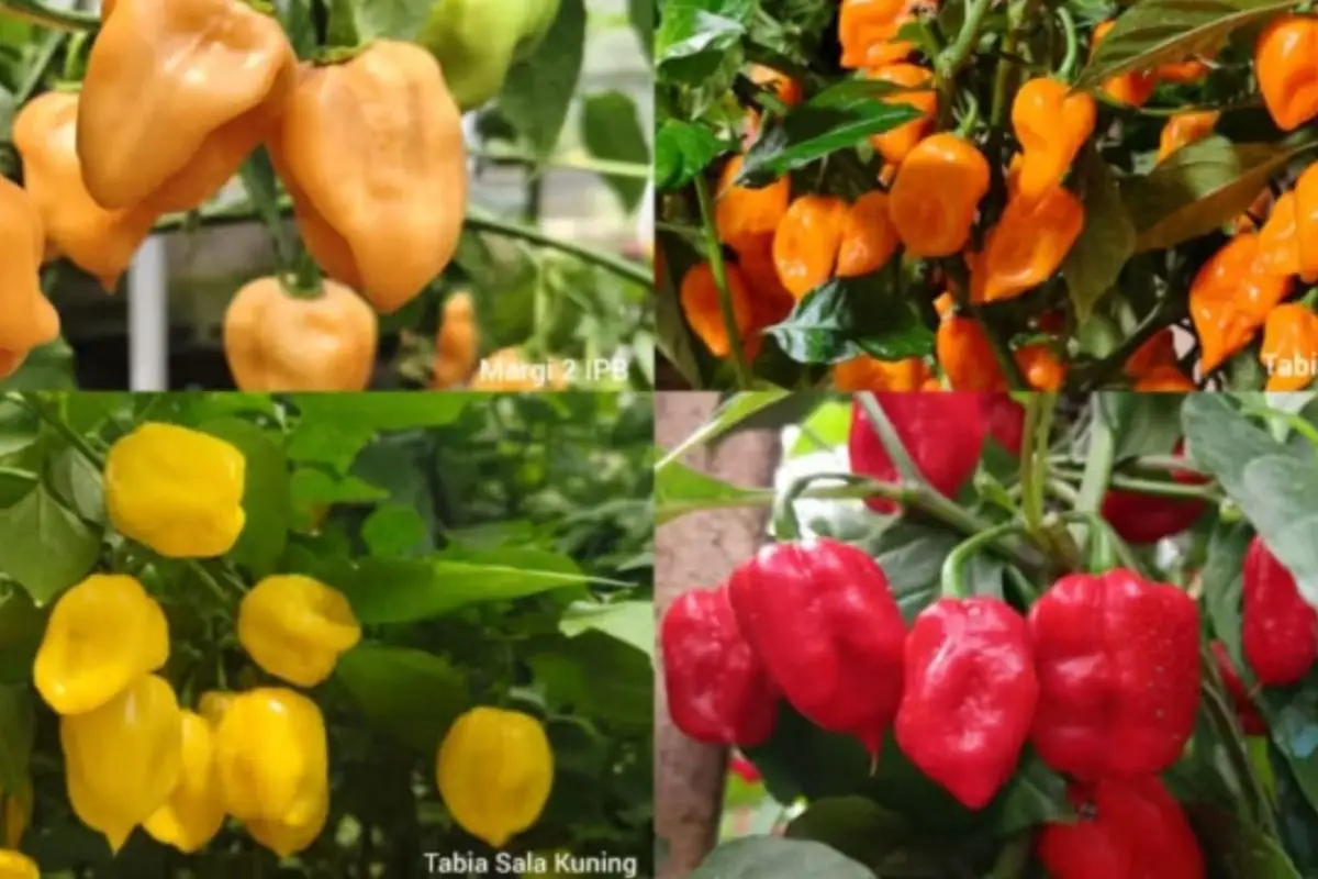 Pakar IPB Kembangkan Cabai Habanero Lokal, Kepedasan Capai 1,3 Juta SHU