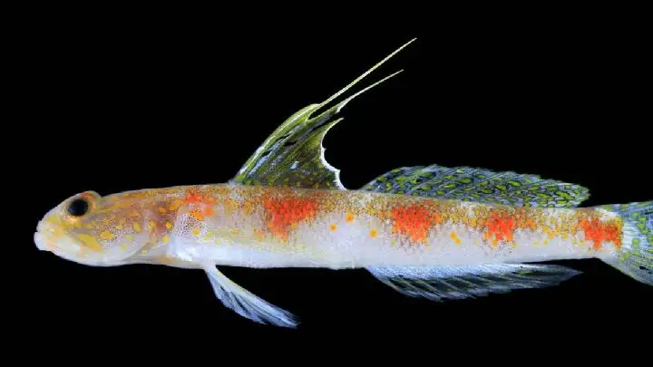 BRIN Temukan Spesies Baru Ikan Gobi Udang di Banyuwangi, Berkerabat Dekat dengan Spesies Jepang