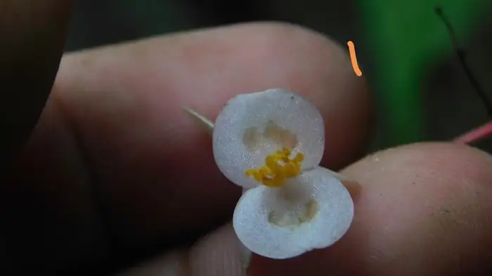 BRIN Temukan Spesies Begonia Baru, Dinamai Begonia hattae untuk Mengenang Bung Hatta