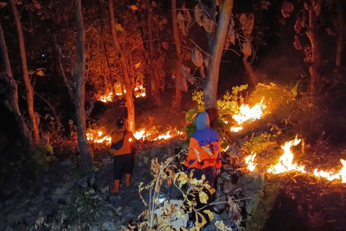 4 Hektare Hutan Jati di Situbondo Terbakar, Api Nyaris Merambat ke Jalan