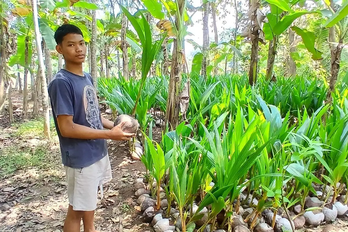 Dari Pekarangan Rumah Jadi Ladang Rezeki, Warga Kebumen Kembangkan 10.000 Bibit Kelapa