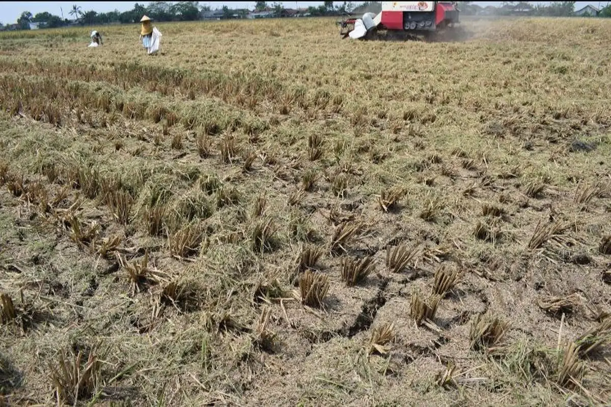 Hampir 100 Persen Kebakaran Lahan di Sukoharjo Dipicu Ulah Manusia