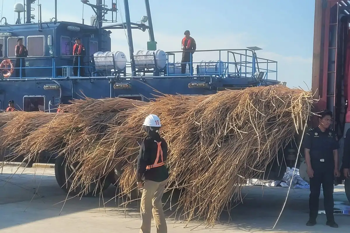 995 Ton Rotan Mentah Senilai Rp42 Miliar Diduga Diselundupkan ke Malaysia