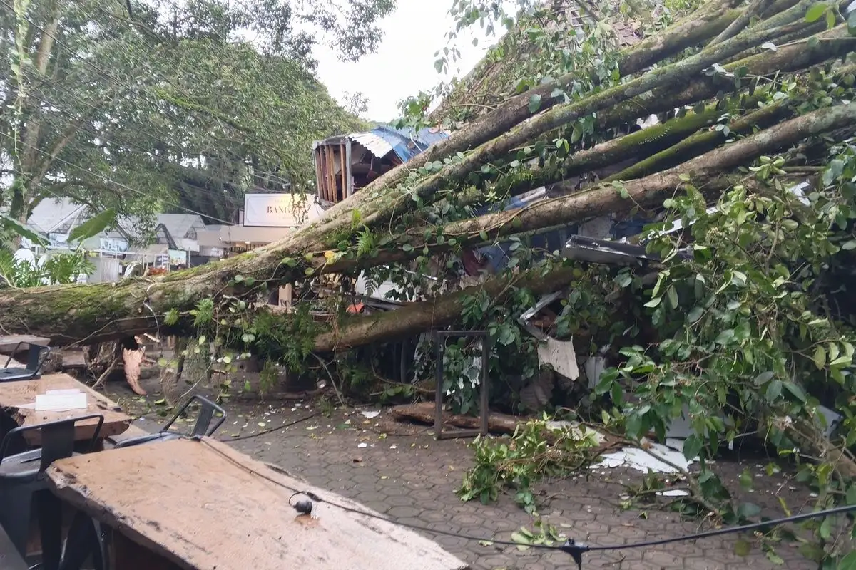 Ngaku Tebang 4 Pohon, Pelaku di Cijerah Ternyata Tebang 12 Pohon Tanpa Izin
