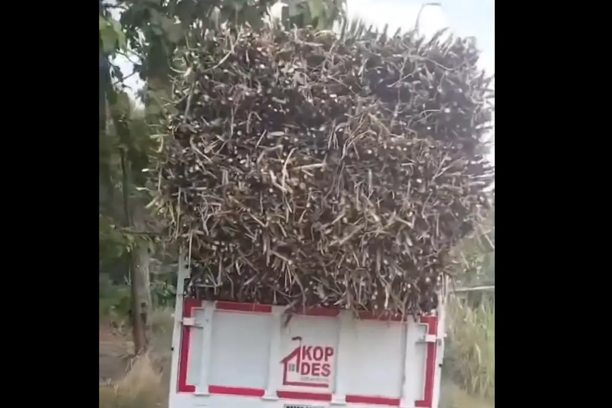 Truk Kopdes Merah Putih Sragen Disewakan Angkut Tebu, Tata Kelola Aset Jadi Sorotan