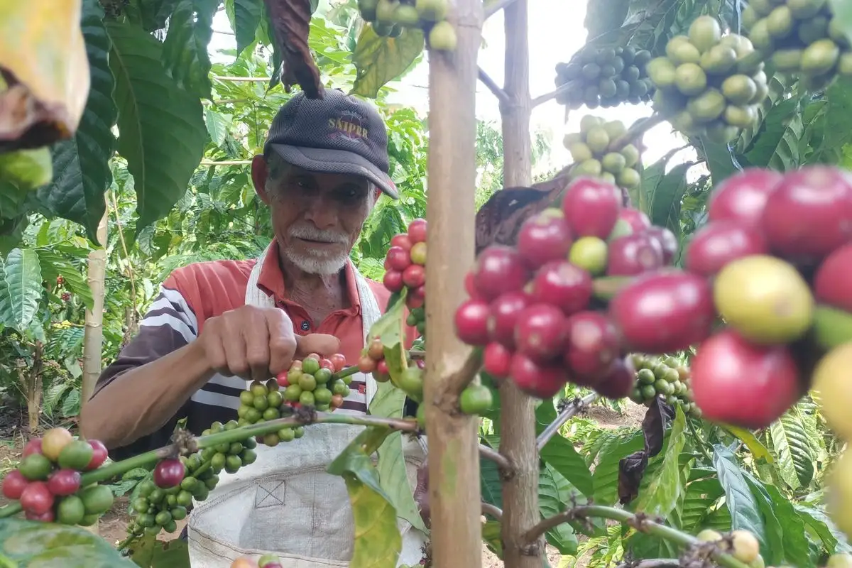 Asa Baru Petani Kerinci, Kopi dan Kayu Manis Jadi Andalan Renah Pemetik