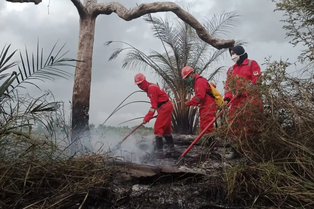 Karhutla di Kerumutan Berlangsung Sepekan, Habitat Harimau Sumatera Terancam