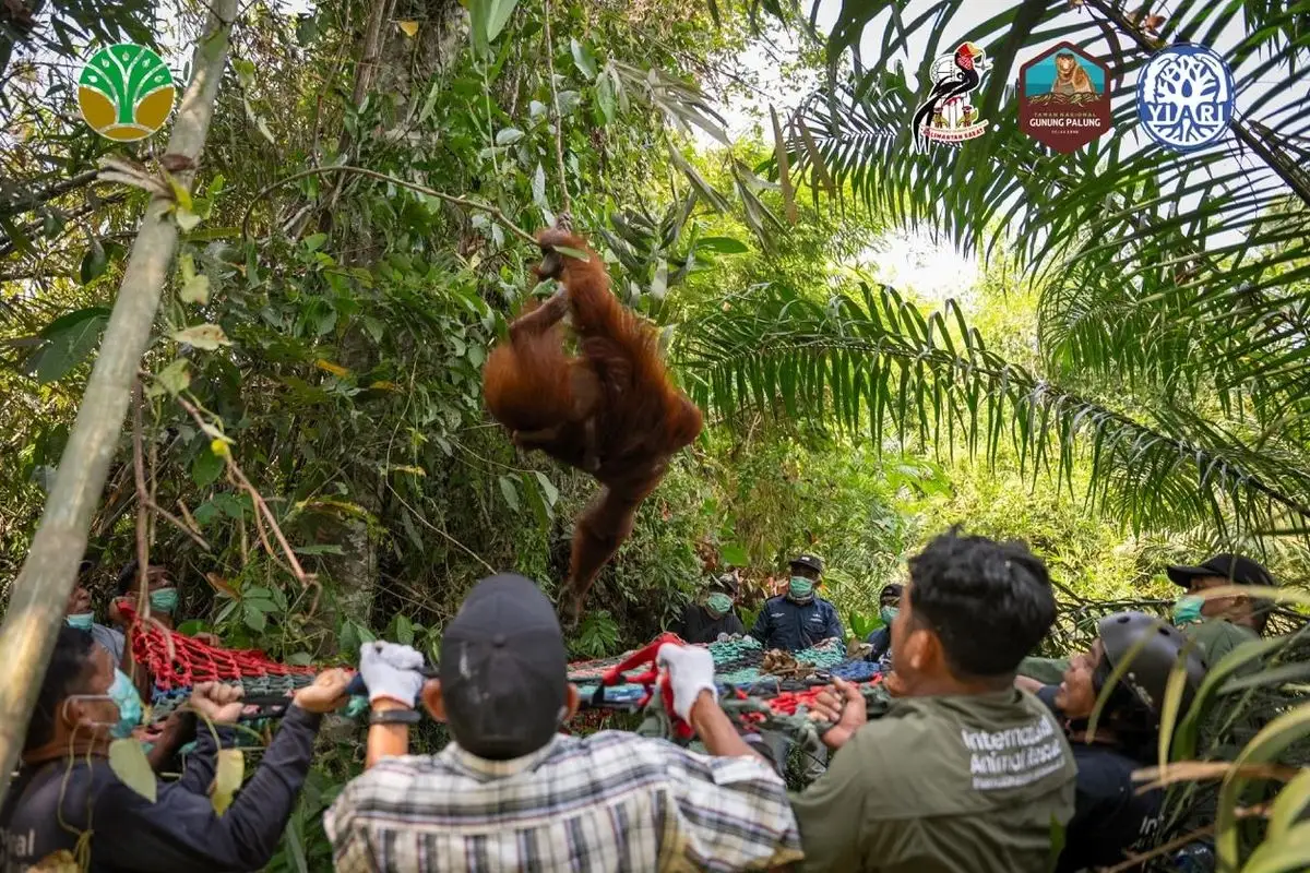 Karhutla Ketapang Ancam Habitat, 3 Orangutan Dievakuasi dari Kepungan Karhutla Ketapang
