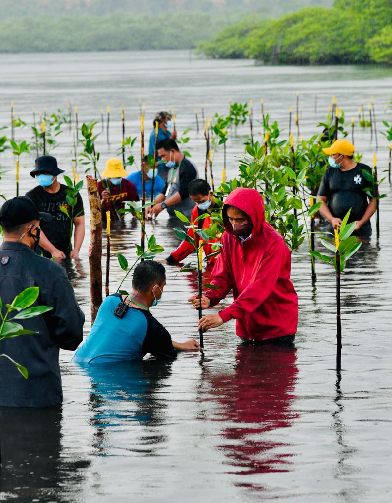 Hari Lingkungan Hidup Sedunia, 10 Juta Mangrove Ditanam